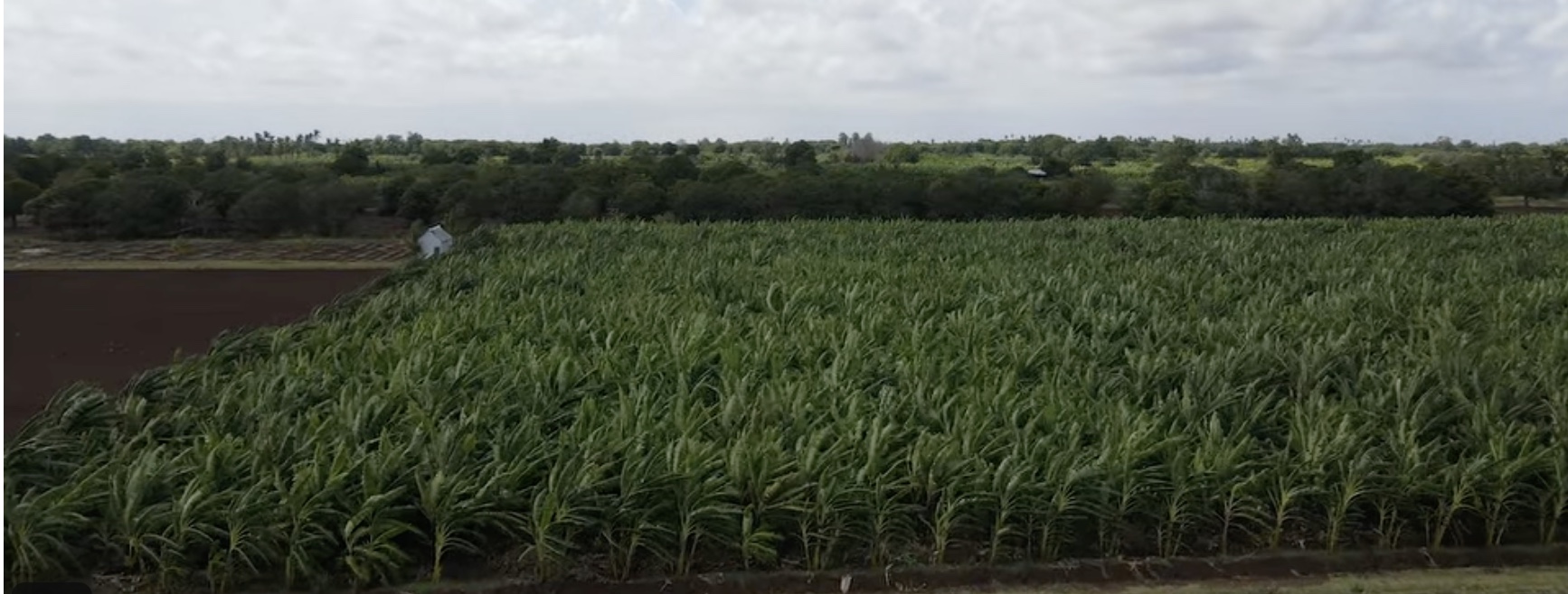 Dense field of mature Super Napier fodder grass